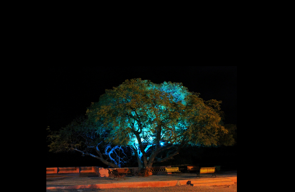 Trees Illumination