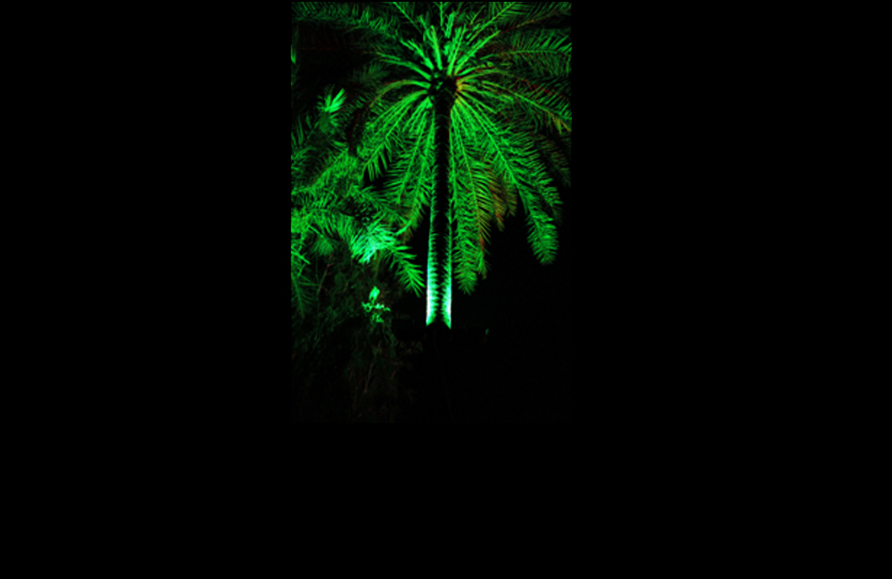 Trees Illumination